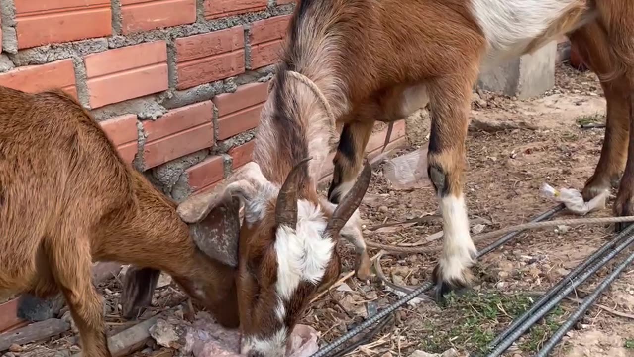 so be love Goat, cute goat10