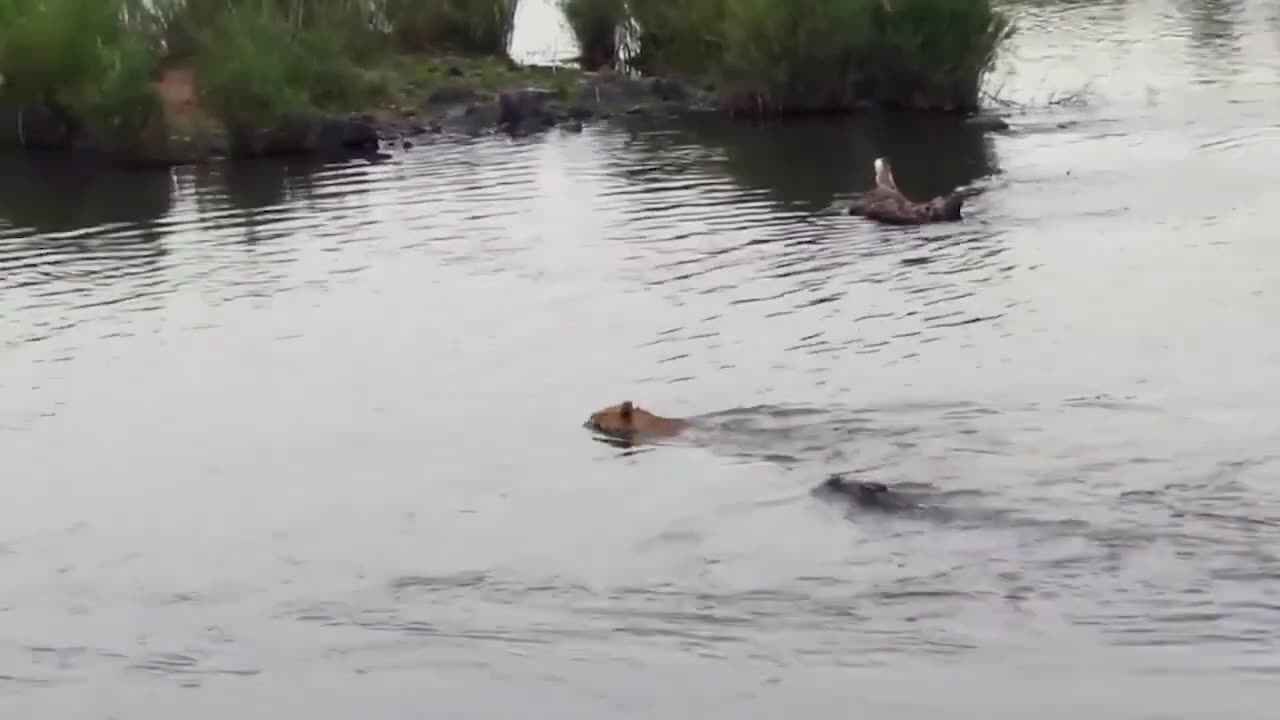 Lion Crocodile fighting to each