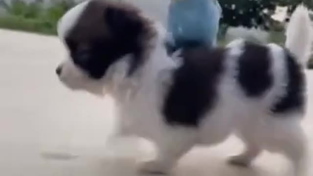 Watch this dog carrying a parrot so cute