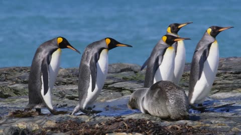 King penguins walk past an Antarctic fur seal 🐧