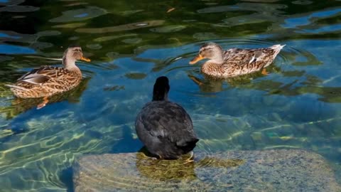 Ducks relaxing