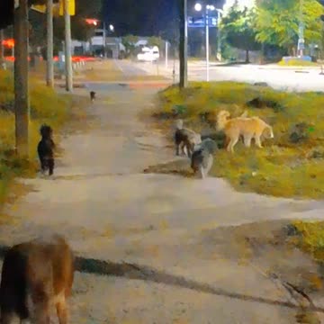 Hoy madrugamos con los peludos, 4:15 a. m. - Tacuarembó (04/11/2024)