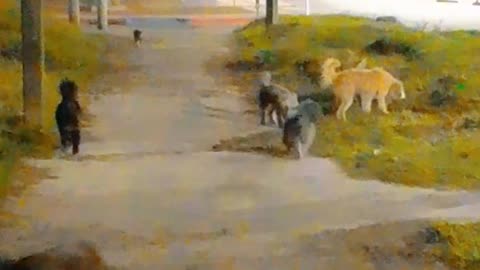 Hoy madrugamos con los peludos, 4:15 a. m. - Tacuarembó (04/11/2024)