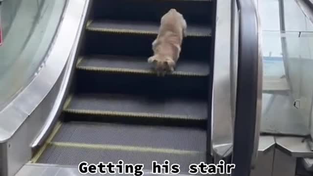 Getting his stair workout in。