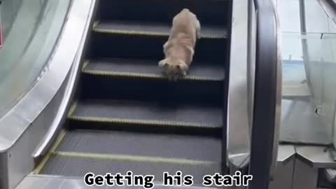 Getting his stair workout in。