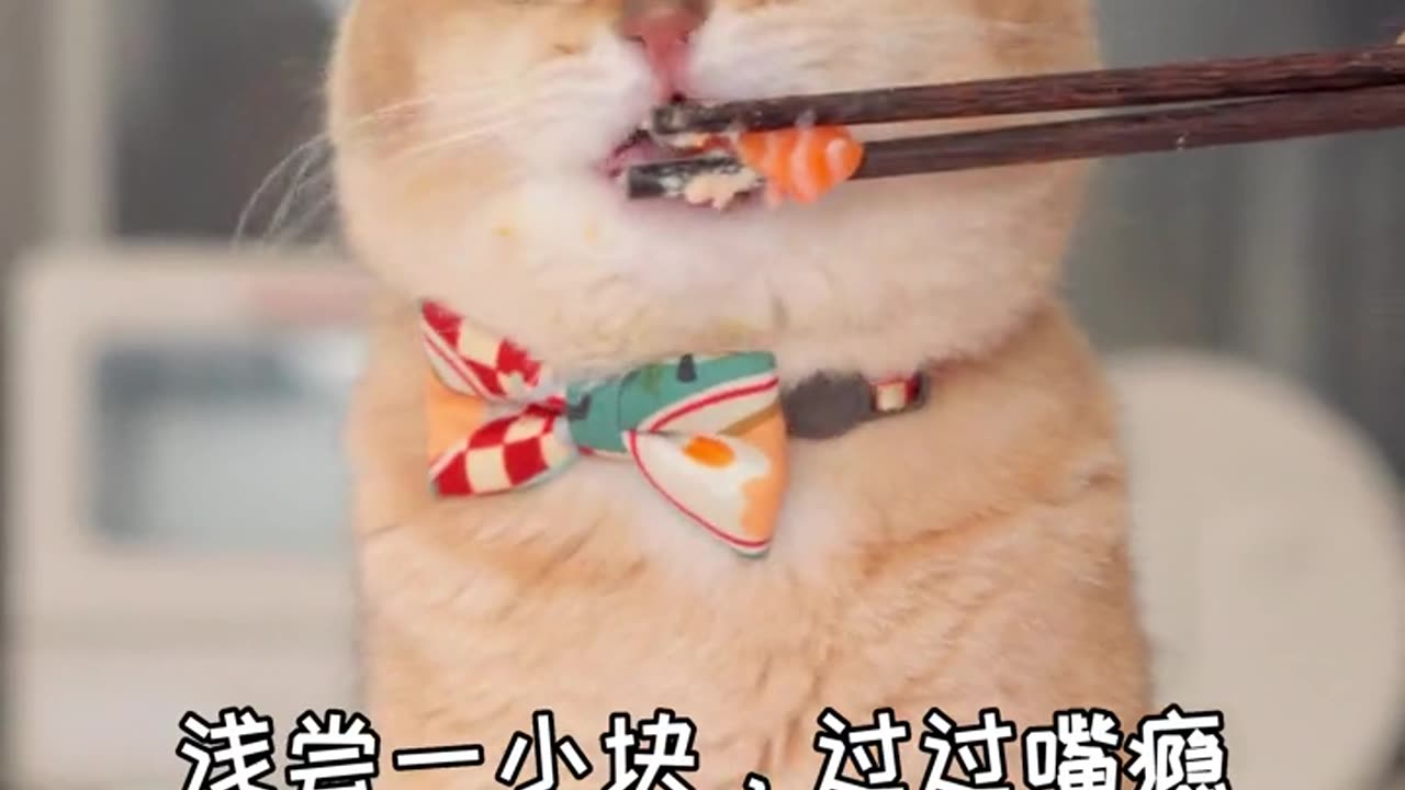 Funny Cat Clips: LOL Moments of Eating Amazing Food Ep 21.