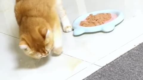 racao é essa marcia 🤣🤣🤣🤣🤣