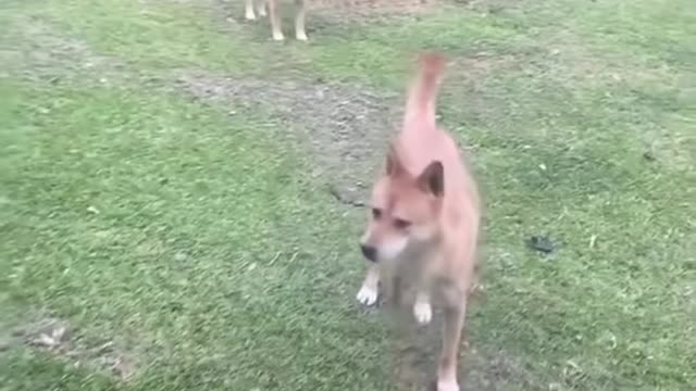 TIK TOKS THAT MAKE YOU GO AAWWW | Adorable Dog TikTok Videos 10s。