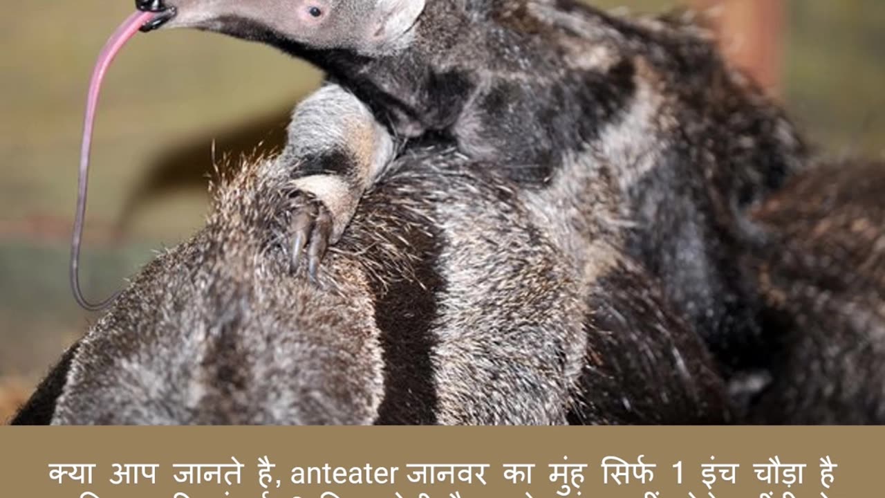 ANTEATER FACTS