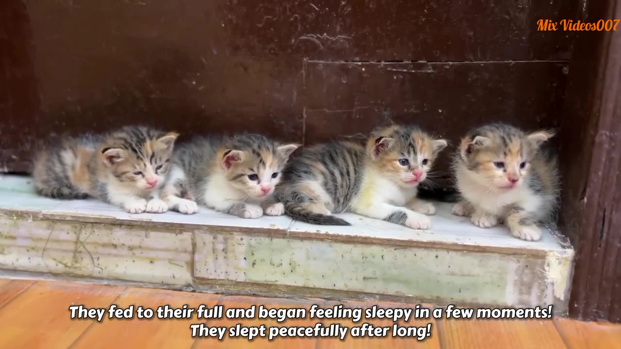 The Mother Cat Was Struggling For Survive And Kitten's Cry for Help. A miracle happened