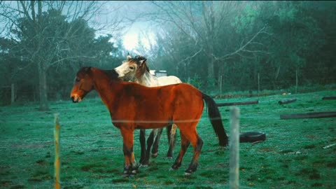 Beautiful Horses