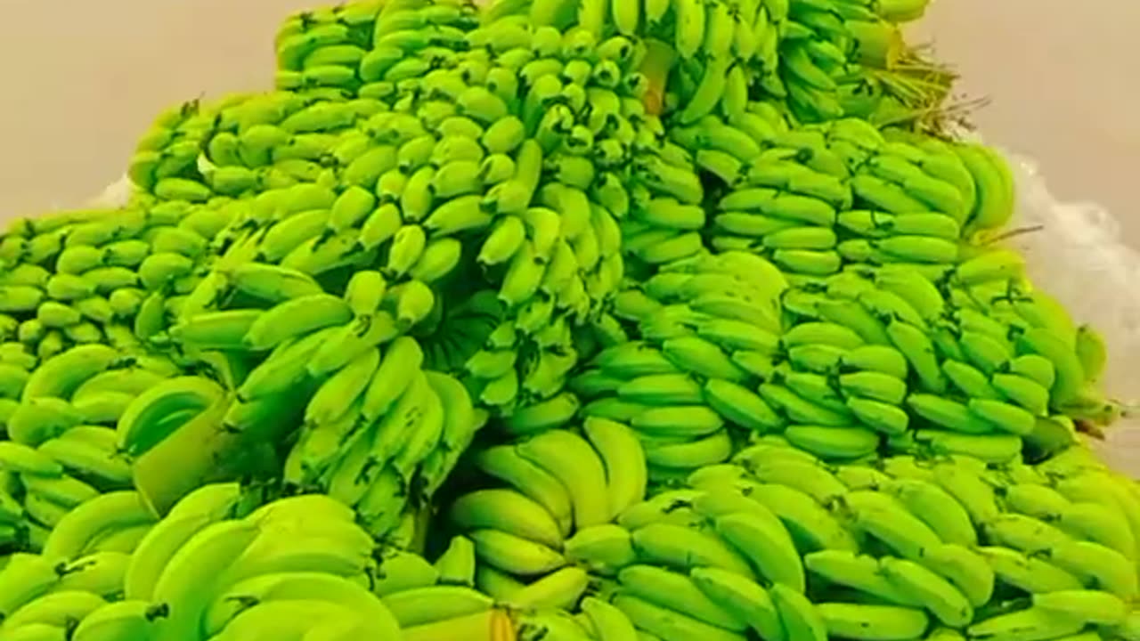 Banana fields in water