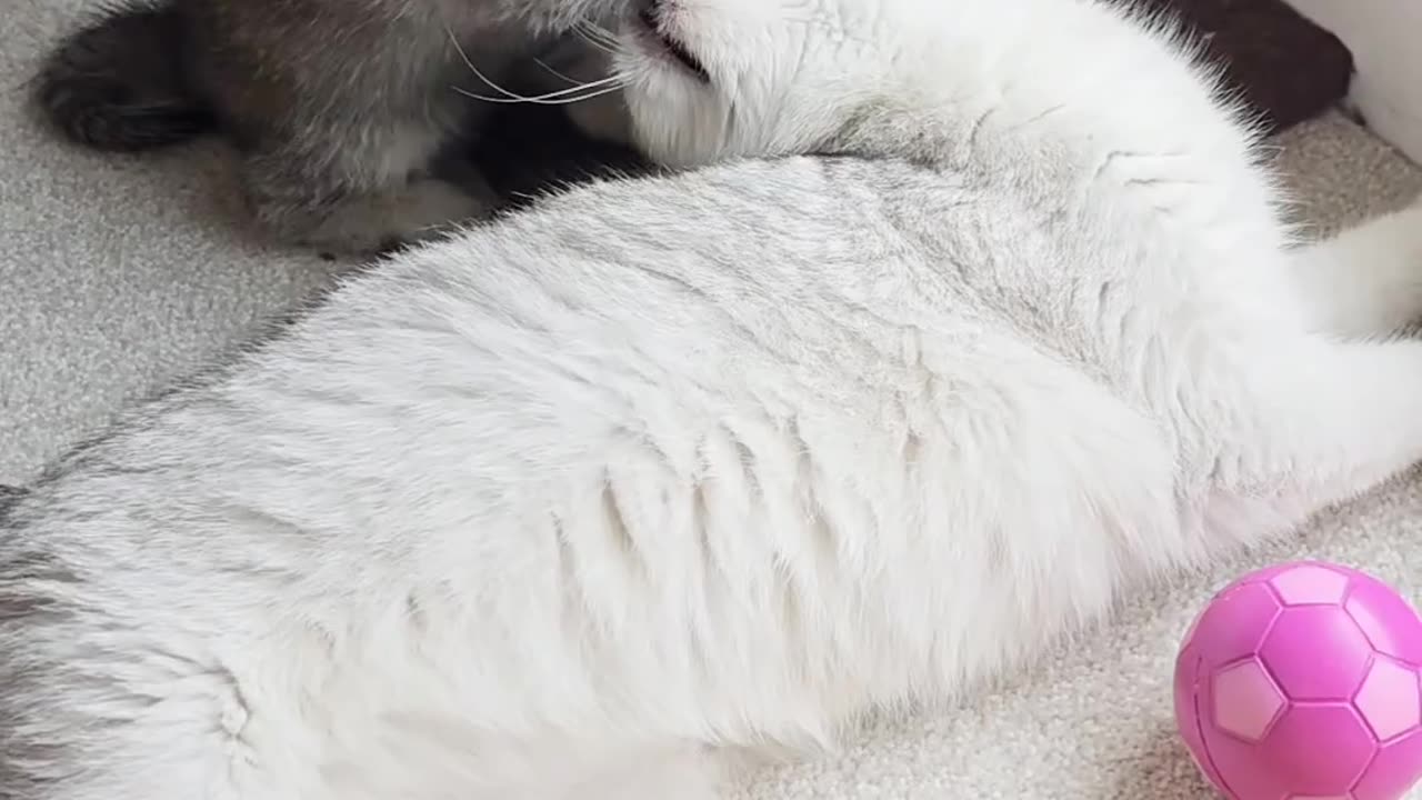 Mom, I just want to kiss you #kittens #cats #kittycat #meow #meowing #scottishfold #kitty