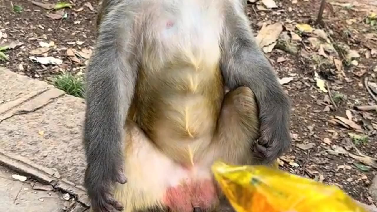 This monkey only likes to eat the kind of bread it likes