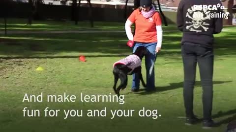 Dog training