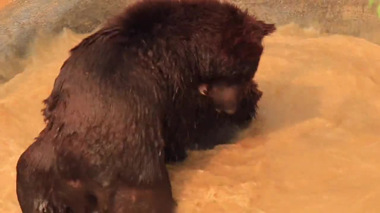 Two bears are fighting