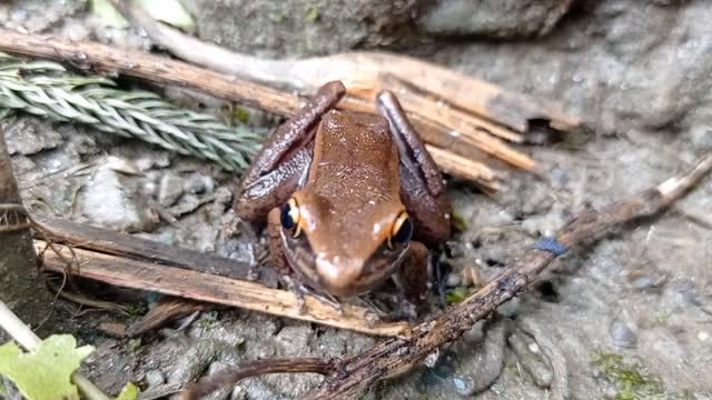 Beautiful frog. best of frog video.