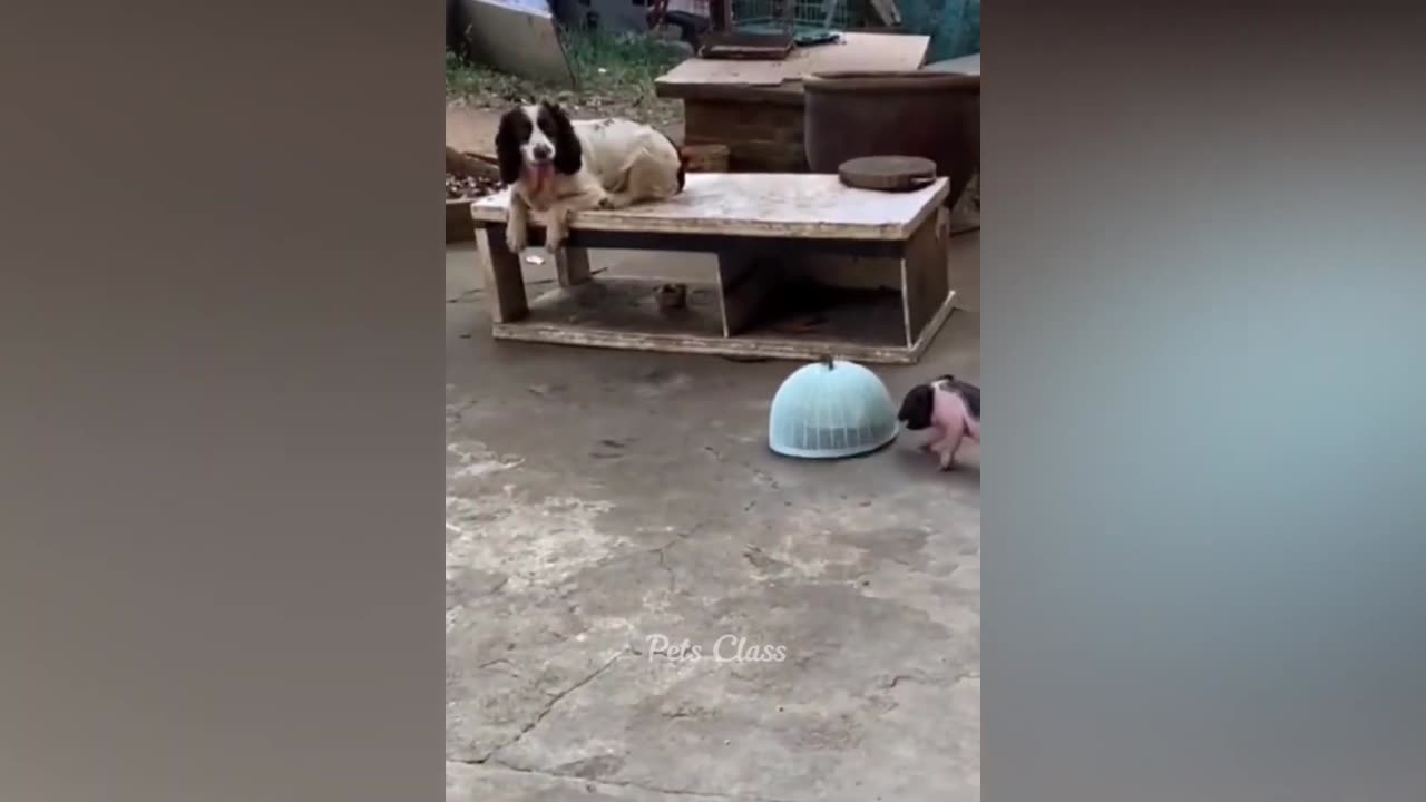 funny animal video