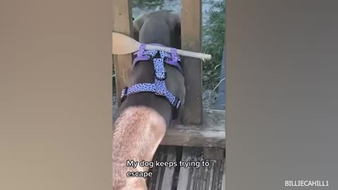 You will LAUGH SO HARD that YOU WILL FAINT - FUNNY DOG