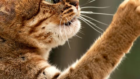 Meet the World's Smallest Cat - Rusty spotted Cat