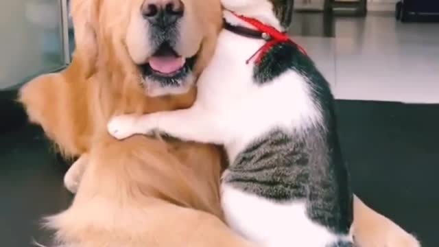 Dog and cat love so sweet