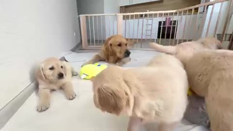 Golden Retriever Dad Meets His 11 Puppies