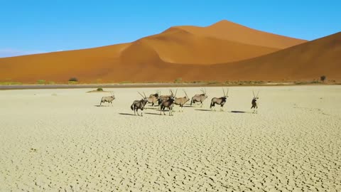 World Animals