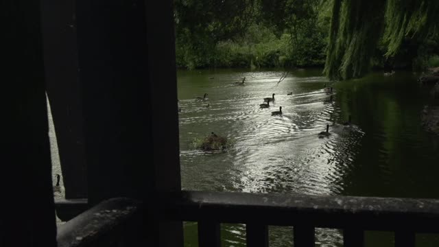 geese by the lake raw 2