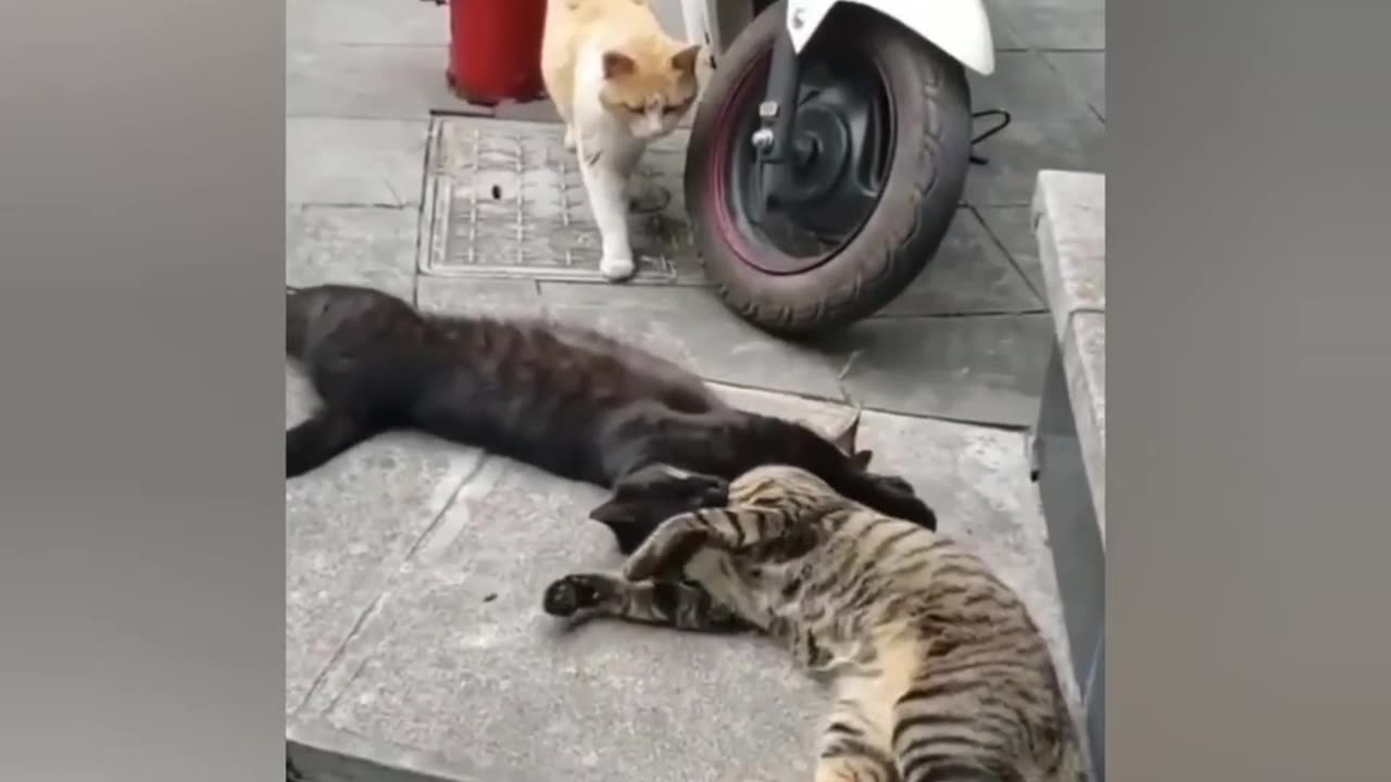 SO CUTE CAT~ Cute Cat Funny Moments