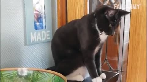 FUNNY cat fails