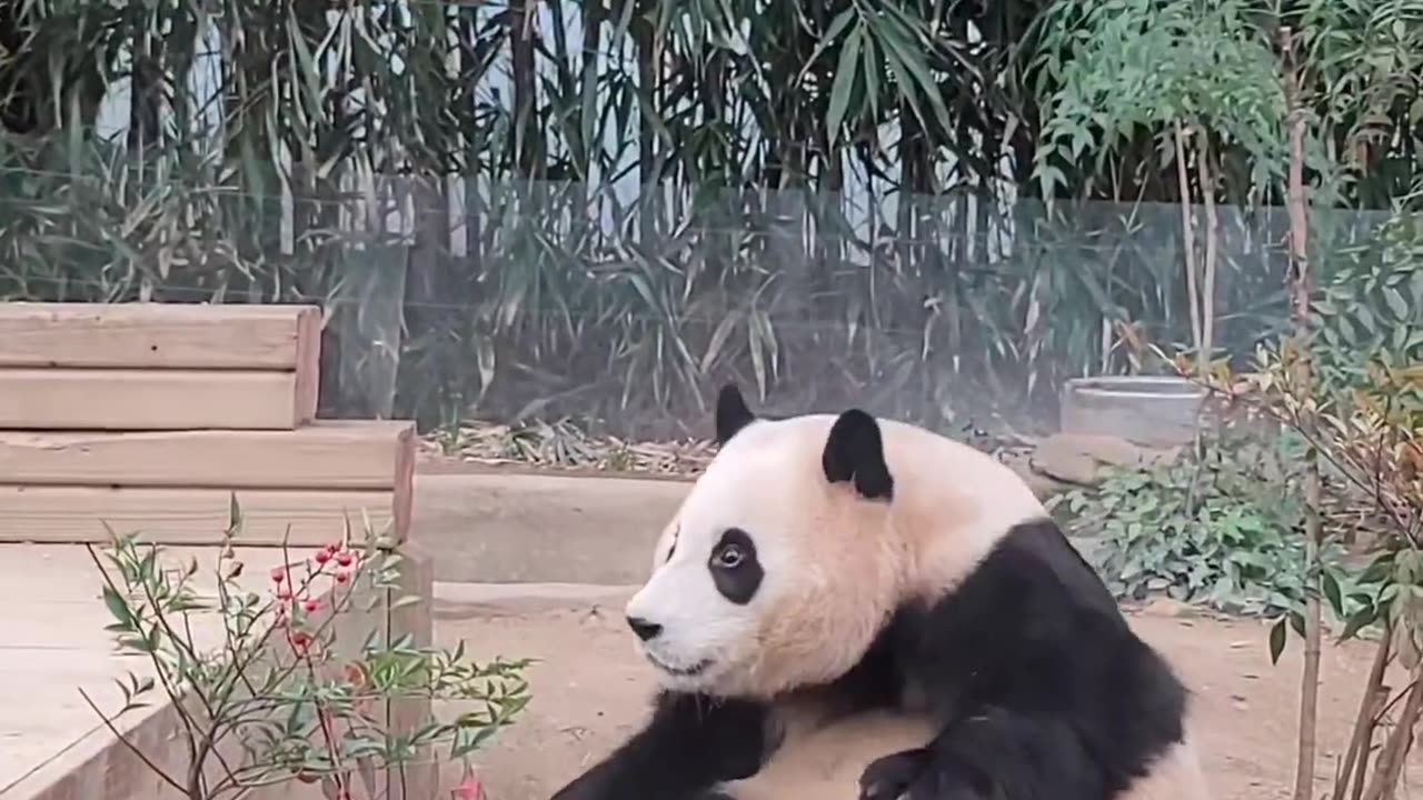 Cute panda 🐼 funny video