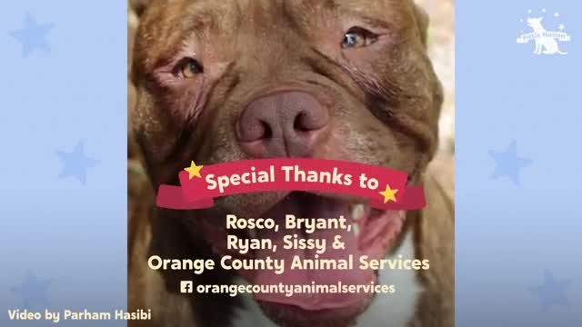 Watch This Sad-Faced Shelter Dog Start Smiling Nonstop | The Dodo Pittie Nation