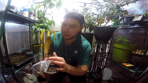 Mango Germination Part 3