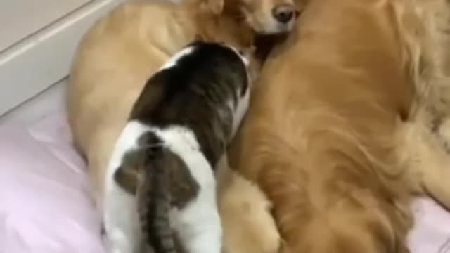 Dog and cat lovely friend animals video viral video fat funny video dog and cat friendship