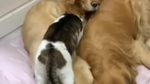 Dog and cat lovely friend animals video viral video fat funny video dog and cat friendship