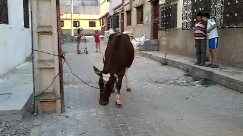 vache video