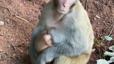 Cute Monkey China & Funny Love monkey| Animals Love #Short (316)