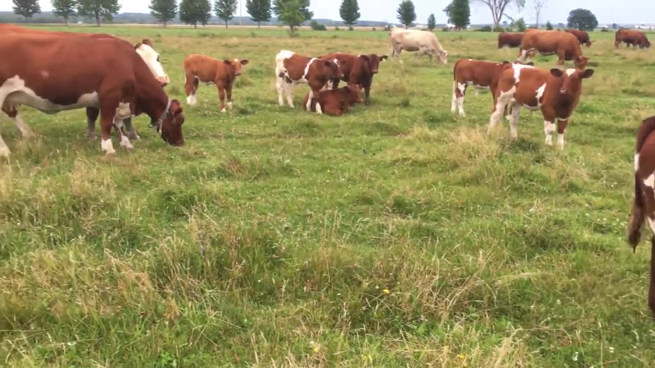 Maine Anjou Cattle herd