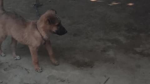 Indian kid with dog fun...