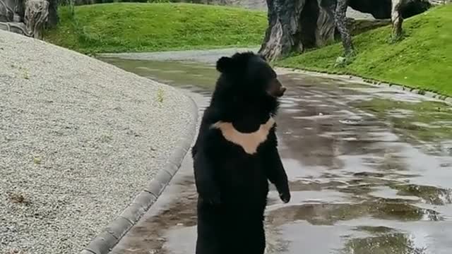 Big cute black bear