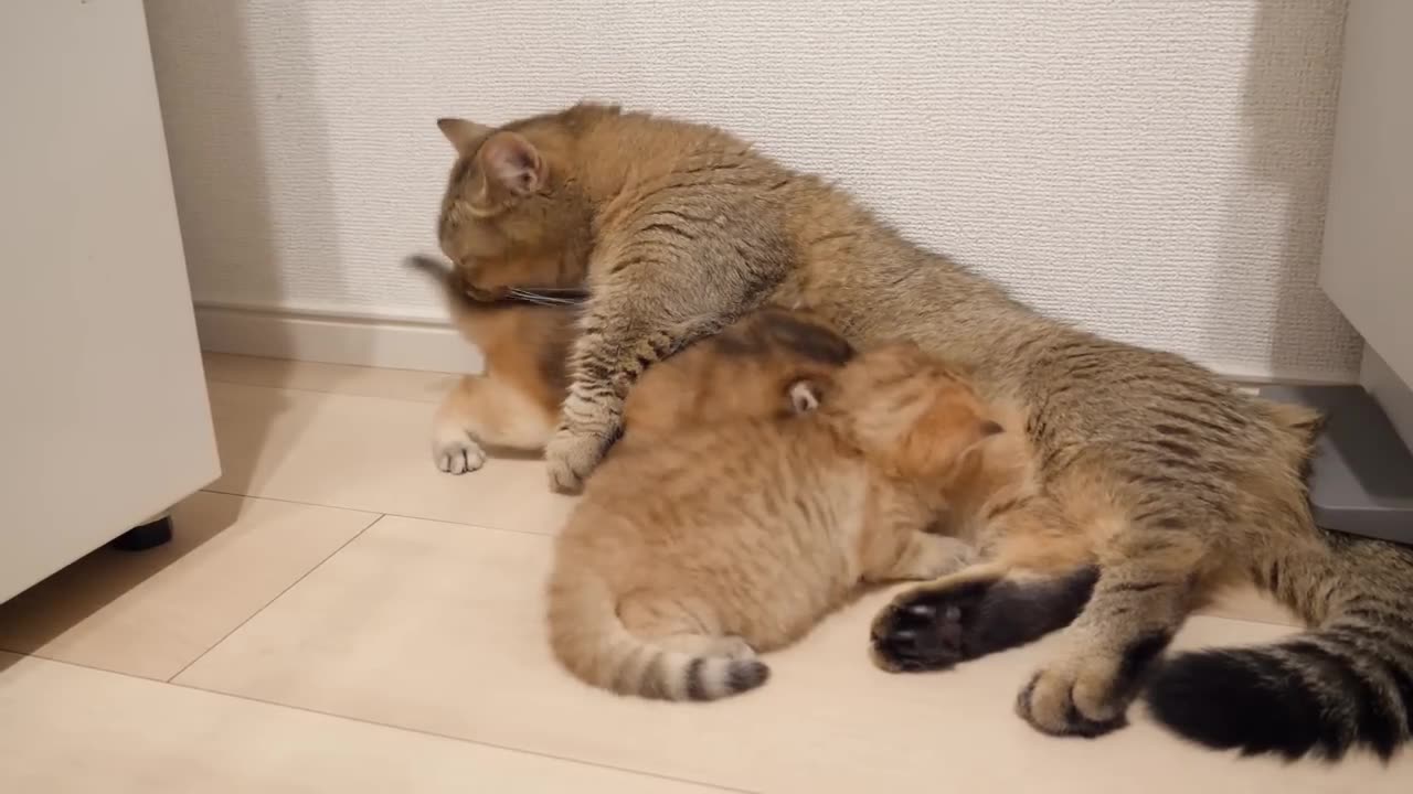 Cute catten caught by mother