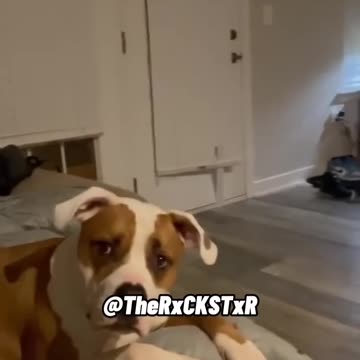 when my dog get 1st breakup with his sweatheart