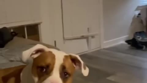 when my dog get 1st breakup with his sweatheart