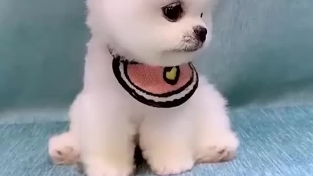 Puppy🐶🐶 cute🙂 cute🙂