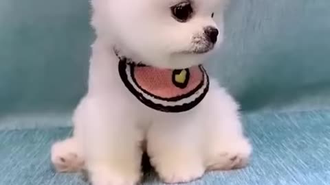 Puppy🐶🐶 cute🙂 cute🙂