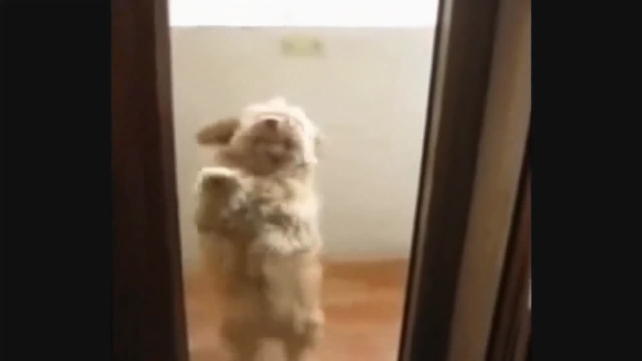 Dancing dog