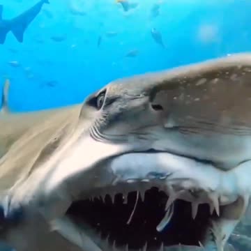Aggrassive shark attack 🦈😮 #shorts #viral #explore