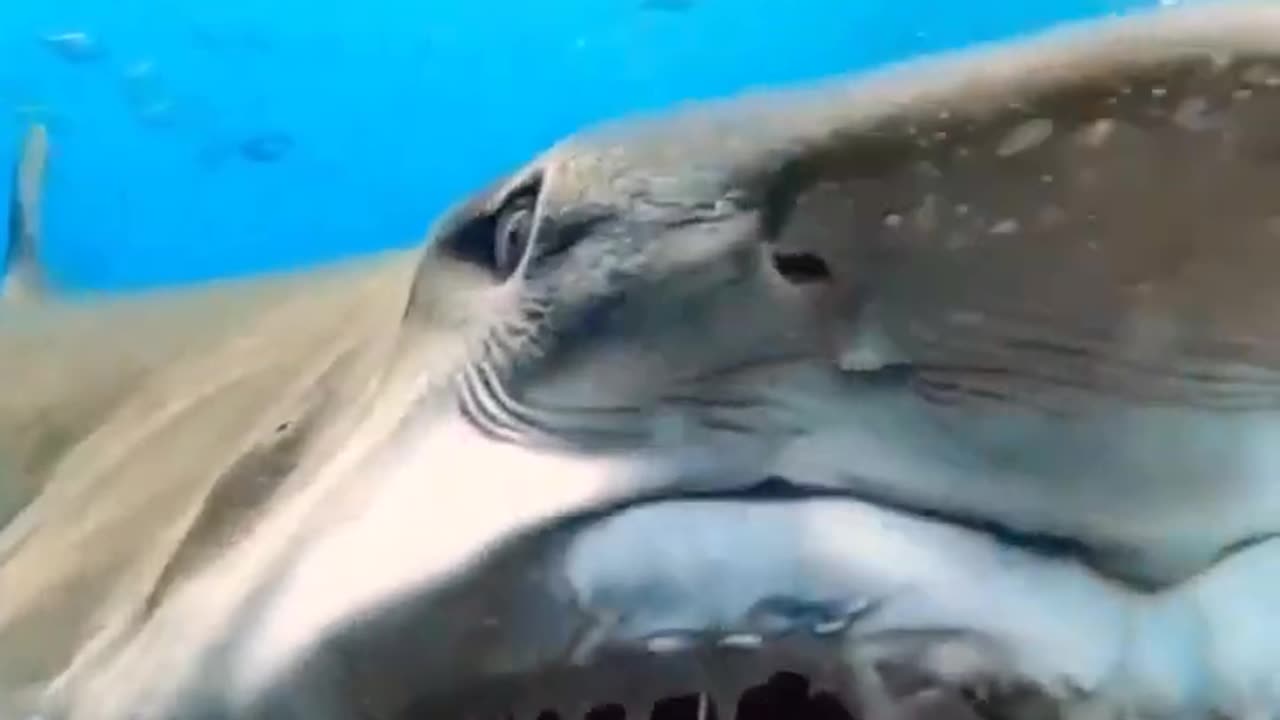 Aggrassive shark attack 🦈😮 #shorts #viral #explore