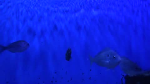Fish Fight