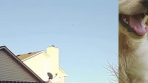 Funny dog video shots